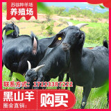 黑山羊活体种苗小羊羔活苗大耳朵种公羊怀孕母羊纯种努比亚黑山羊 养殖资料 视频选购